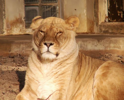 lion africa animals