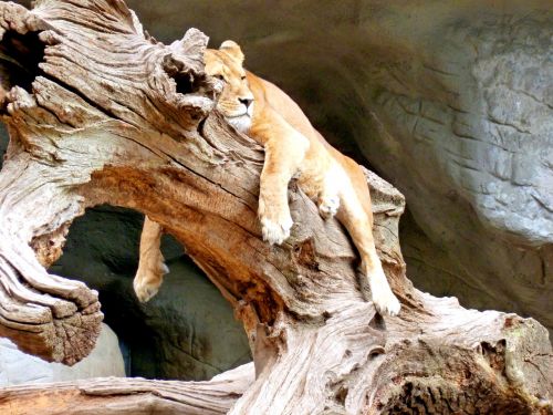 lion lioness cat