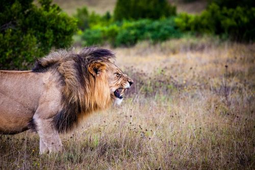 lion predator big cat