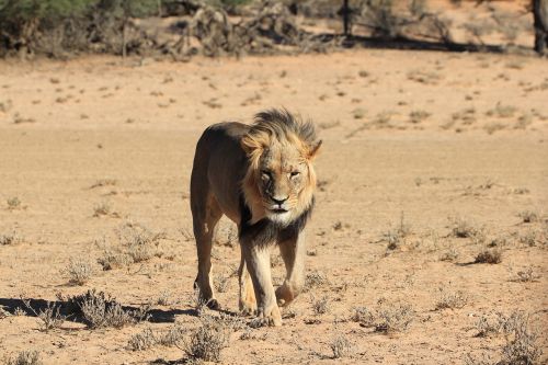 lion desert botswana