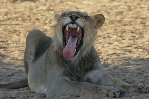 lion young male yawning