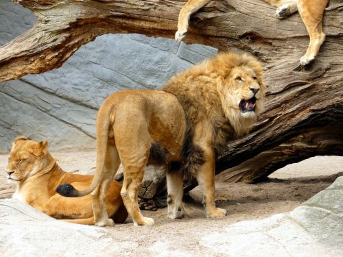 lion lioness lion females