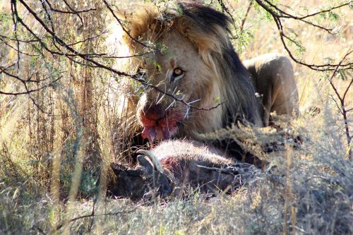 lion prey south africa
