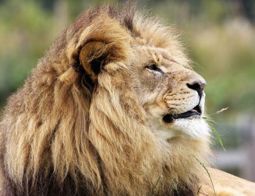 lion big cat big