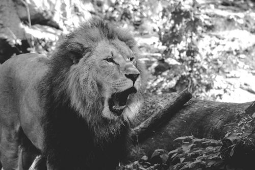 lion zoo roar