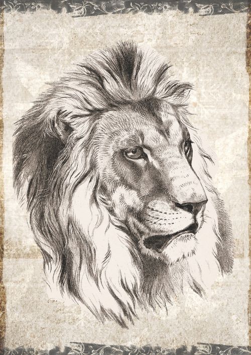 lion male wildlife