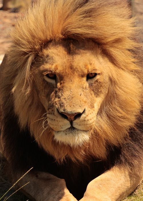 lion africa eyes