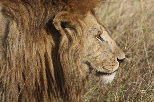 lion cat safari
