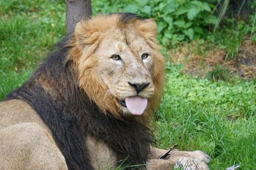 lion indian lion male