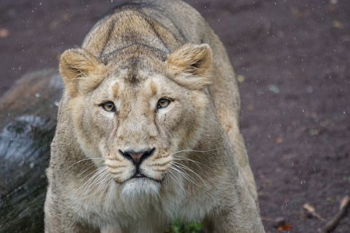 lion indian lion lioness