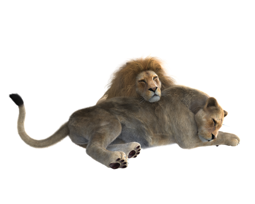 lion pair predator