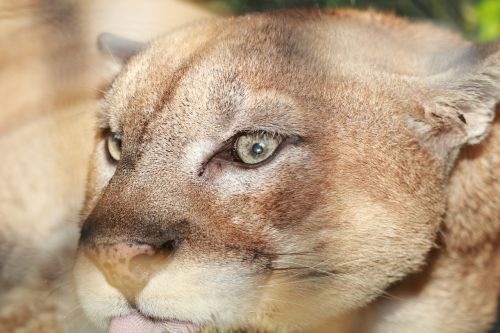 lion wild zoo