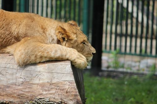 lion zoo animal