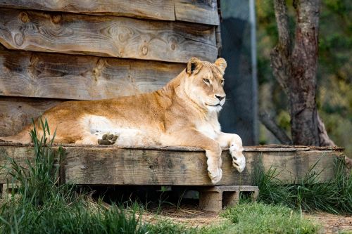 lion lioness carolina tiger rescue