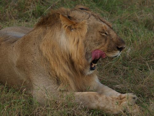 lion africa tanzania