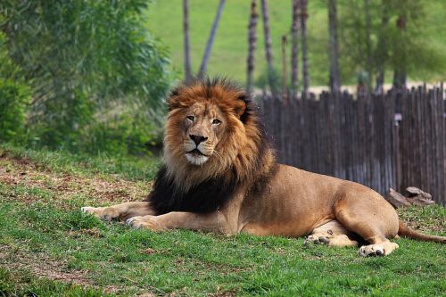 lion animal wild