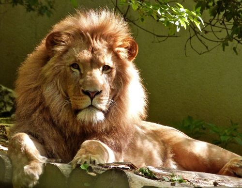 lion feline big cat