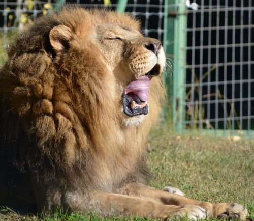 lion nature roaring