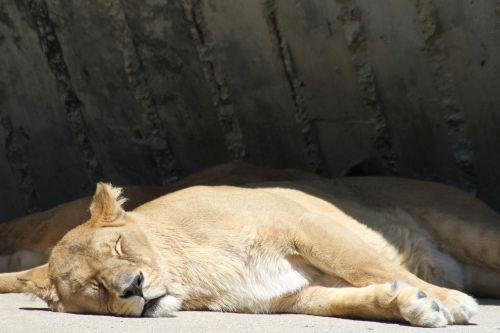 lion rest sleeping