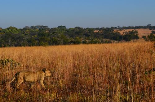 lion animal africa