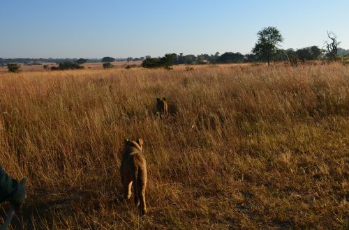 lion animal africa