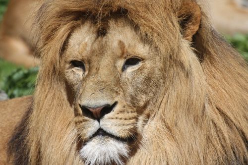 lion lion's mane animals