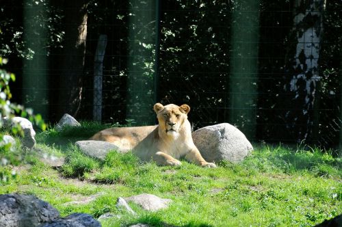 lion wild zoo
