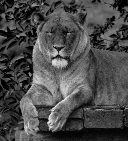 lion animal wild