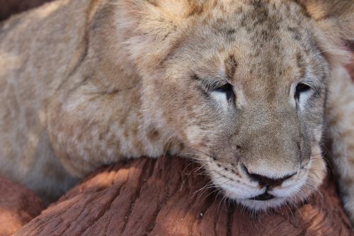 lion lion cub an