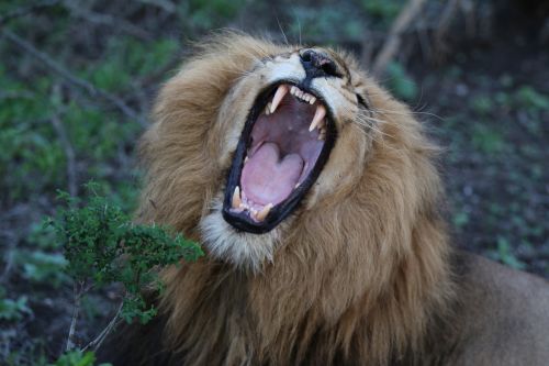 lion roaring zoo