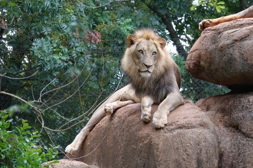 lion king of beast predator