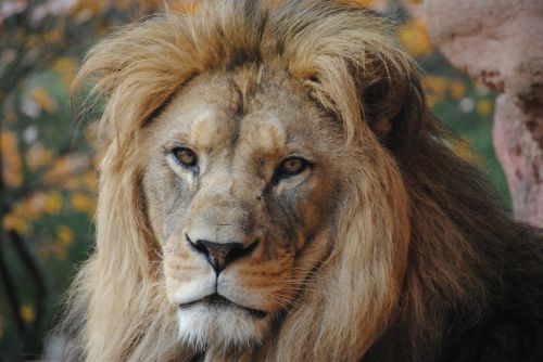 lion wild animal zoo