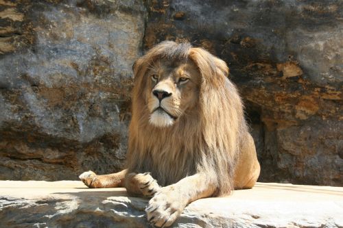 lion animal range of the lion