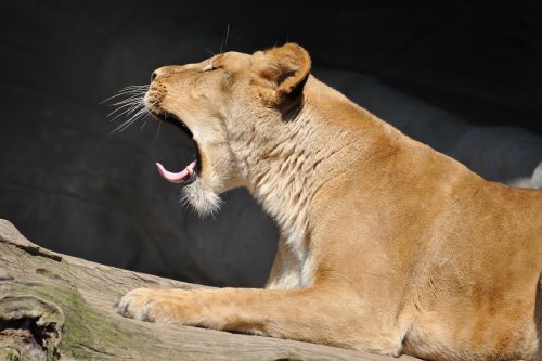 lion fatigue yawn