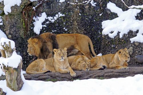 lion pride of lions predator
