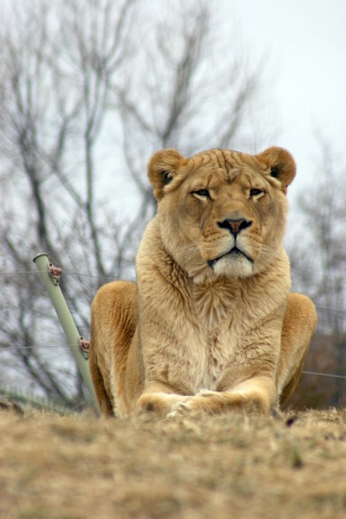 lion zoo wildlife