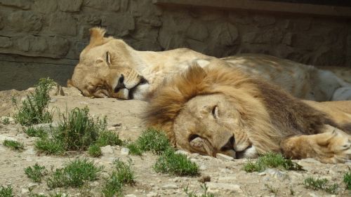 lion pair zoo