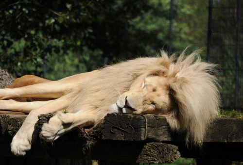 lion zoo cloppenburg sleeping