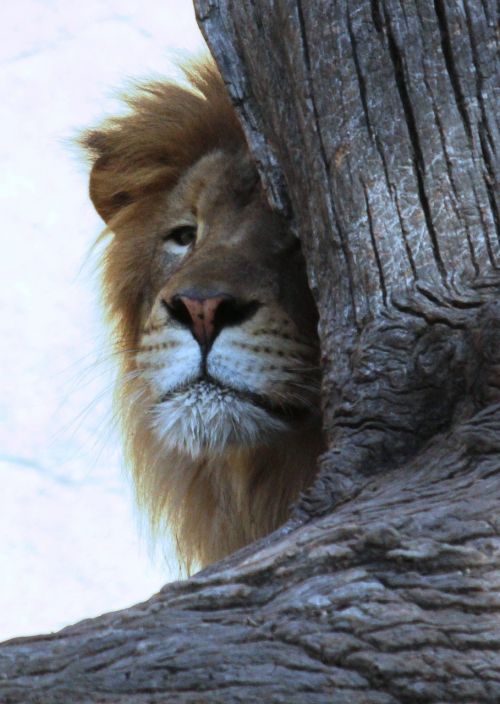 lion leo wild