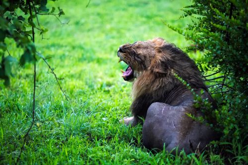 lion male growl