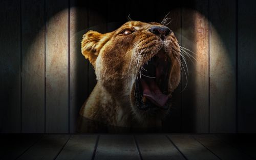 lion lion head teeth