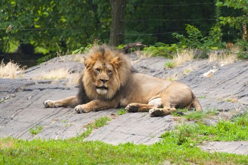 lion animals zoo