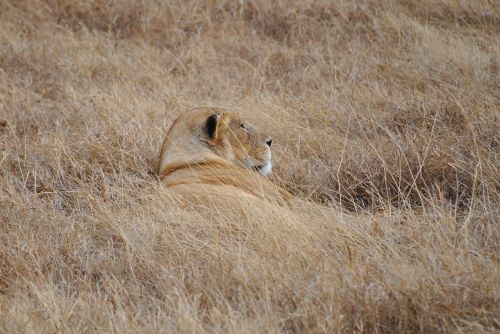 lion steppe serengeti