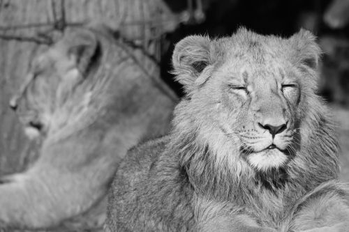 lion lions animal