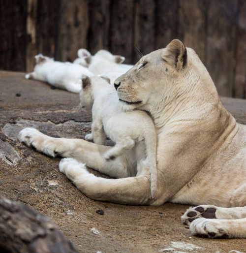 lion white lion big cat