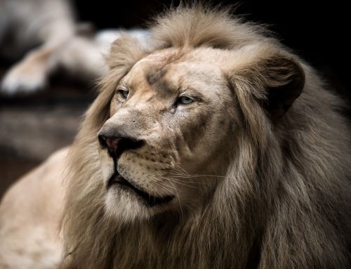 lion white lion big cat