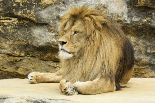 lion rock mane