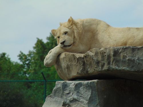 lion rest roche