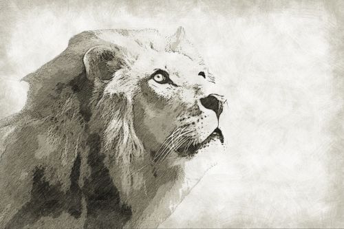 lion mammal animal