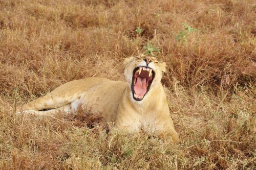 lion yawn animal